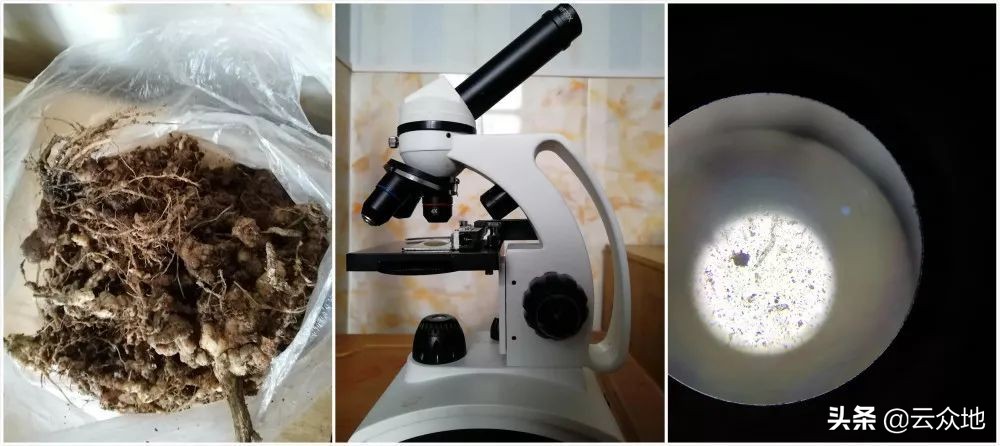 根结线虫危害的典型症状,瓜类根结线虫最佳防治方法