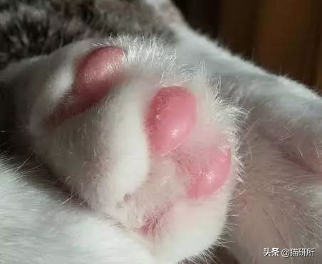 猫肉垫干裂不让人碰,猫肉垫黑色干裂