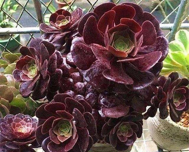 黑法师掉叶子黑腐怎么办,黑法师砍头后成光杆了还能发芽吗