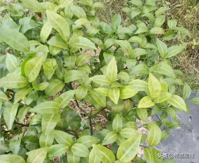 青柑橘如何快速变黄,柑橘怎么防黄叶