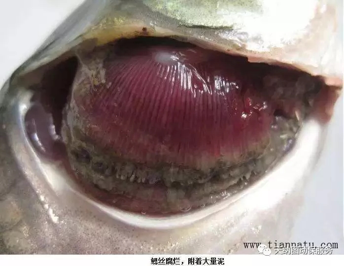 鱼类烂鳃怎么治,鱼类烂身怎么治疗