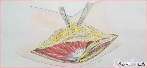 手绘科普类,手绘类科普