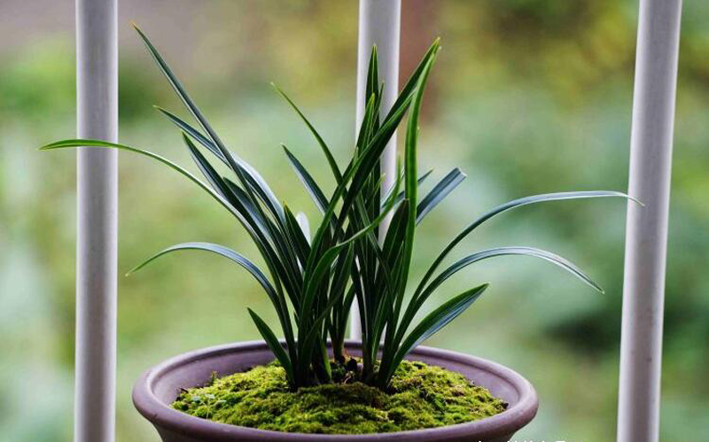 养兰花一年不会死的秘诀,养兰花避开3点基本上不会烂根了