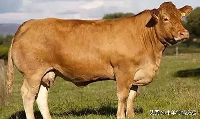 牛常见品种有哪些,牛的品种介绍及图片