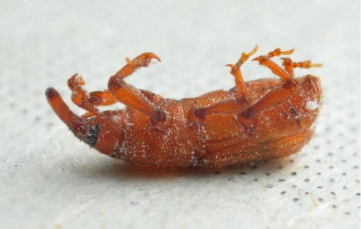 米饭放久了里的虫子是什么虫,米罐里有小虫子怎么办