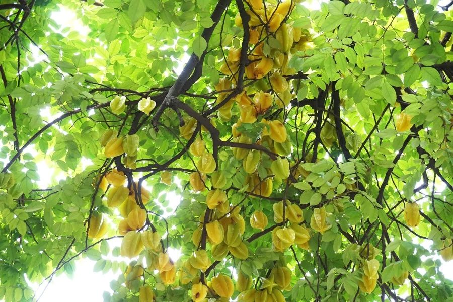 顺德大良顺德菜美食店,顺德大良同晖路上有什么美食店
