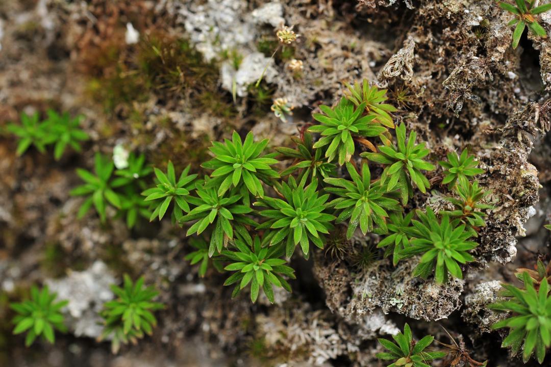 吃毒菇、睡蛇窝，只为挖一堆草，这个重庆博士要做当代神农