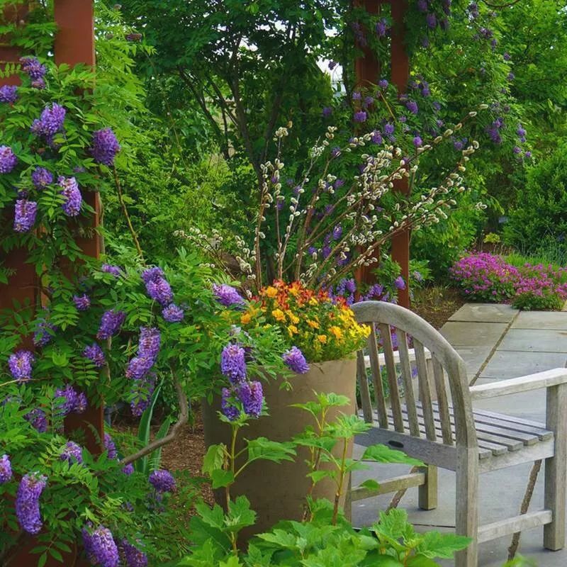 紫藤中最有名的品种叫什么名字,非常好种不需要太阳的紫藤品种