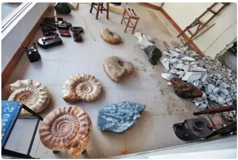 痛心!七娘山这种叫“金毛狗”的珍稀植物大量被毁