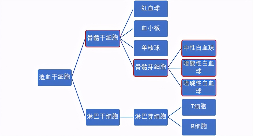 白血病为什么是骨髓的问题,白血病为什么称绝症