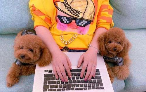 贵宾会把家里谁当主人,巴哥犬把你当妈妈了