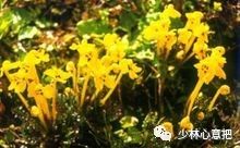 中药图片大全名称,中药图片大全带药名高清