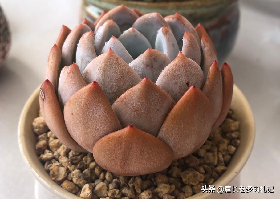 花盆里的小黑飞根除绝招,花盆小黑飞怎么消灭最彻底