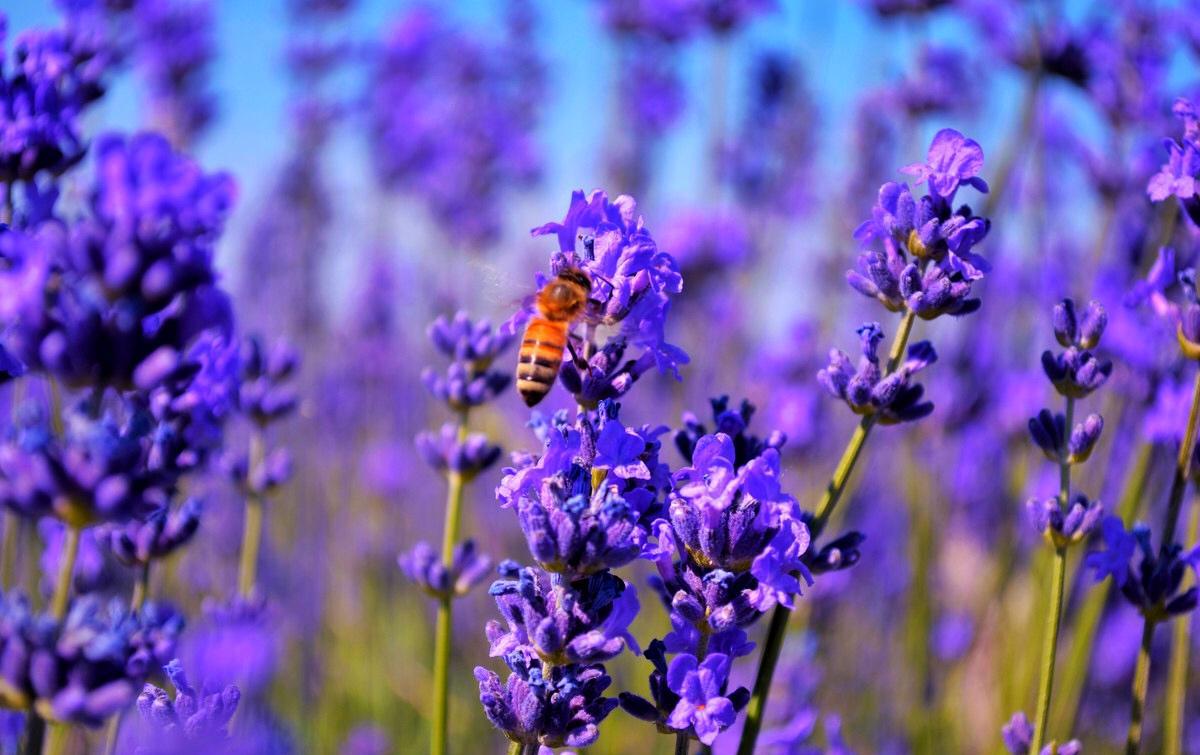 芳香皇后——植物非试管高效快繁技术快速繁殖太空薰衣草