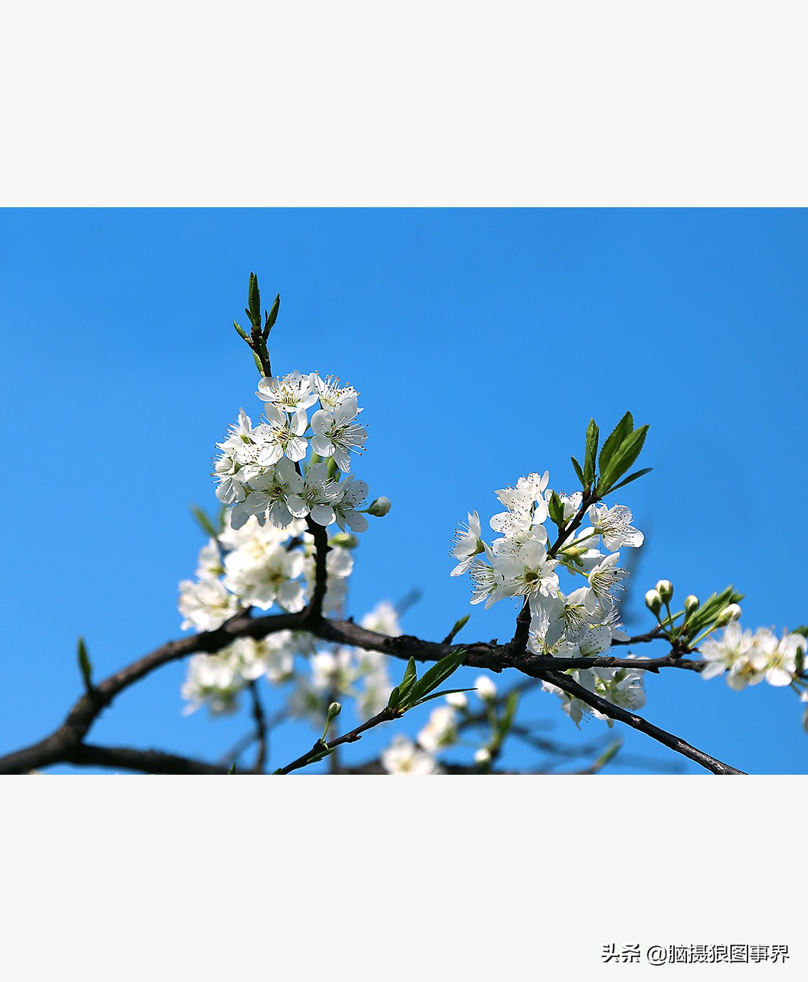 花卉拍摄中,多点对焦与单点对焦哪种更好?为什么主体不清晰?