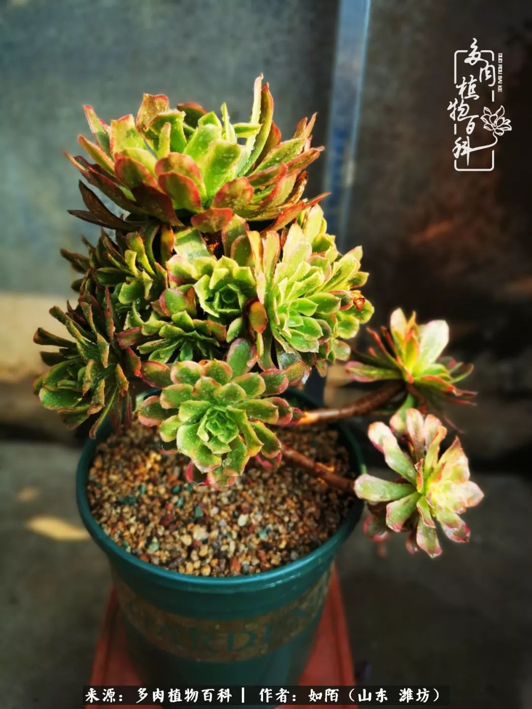 凤凰涅槃，浴火重生！多肉法师圣斗士们的秋天！（附养护经验）