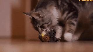 有猫的家庭如何清理电脑,有猫咪家庭床铺怎么隔绝猫毛