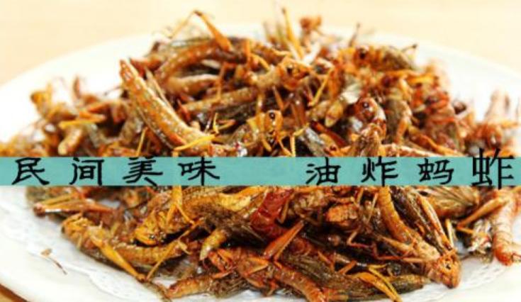 带大家了解一下昆虫美食,国外很火的4种美食昆虫你敢吃吗
