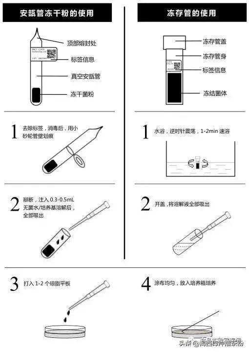菌株几代可以用,菌株应用及服用方法
