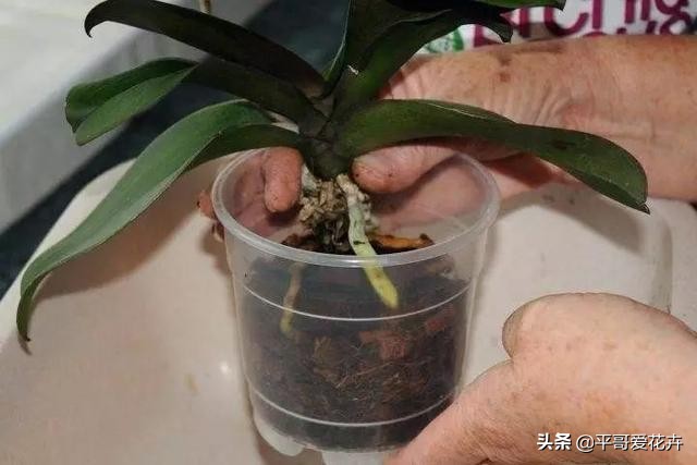蝴蝶兰花谢后怎么处理视频教程,蝴蝶兰花谢后怎么处理才能再开花