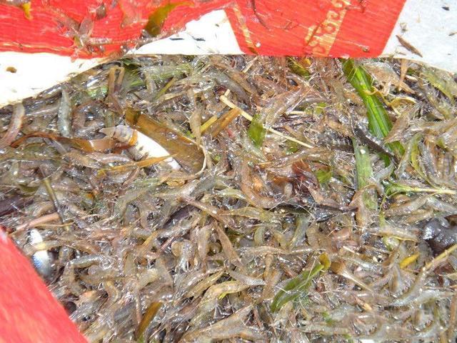 乡下往事作文,乡下往事微电影