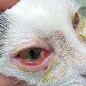 猫咪眼睛发炎的症状图片,猫咪疱疹性角膜炎是什么样的