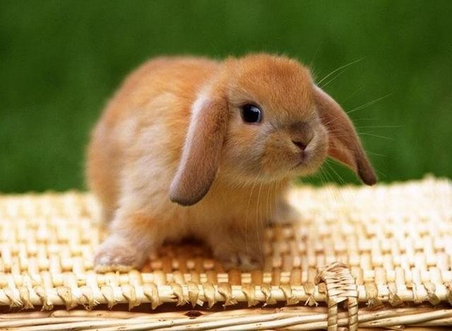 盘点宠物布偶猫,世界上最可爱的猫咪布偶猫