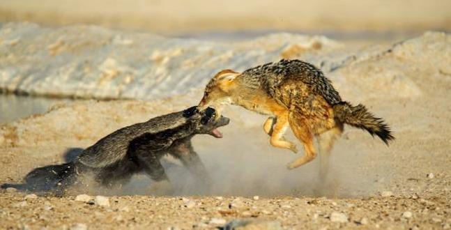 平头哥蜜獾的天敌有哪些,平头哥蜜獾真的没有天敌吗