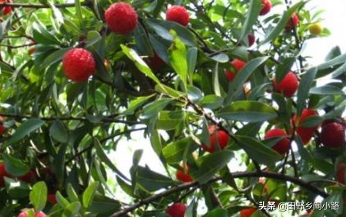 杨梅种植方法与技术,杨梅的种植技术