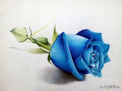 老司机是这样送花的！不同的玫瑰对应不同的心意