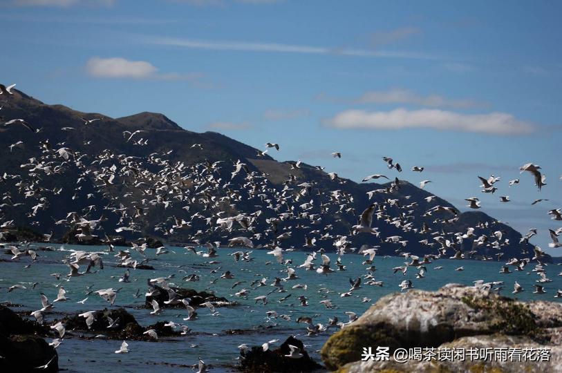 13天自驾新西兰，这个不缺蓝天与绿草的国度无比的热情富有生命力