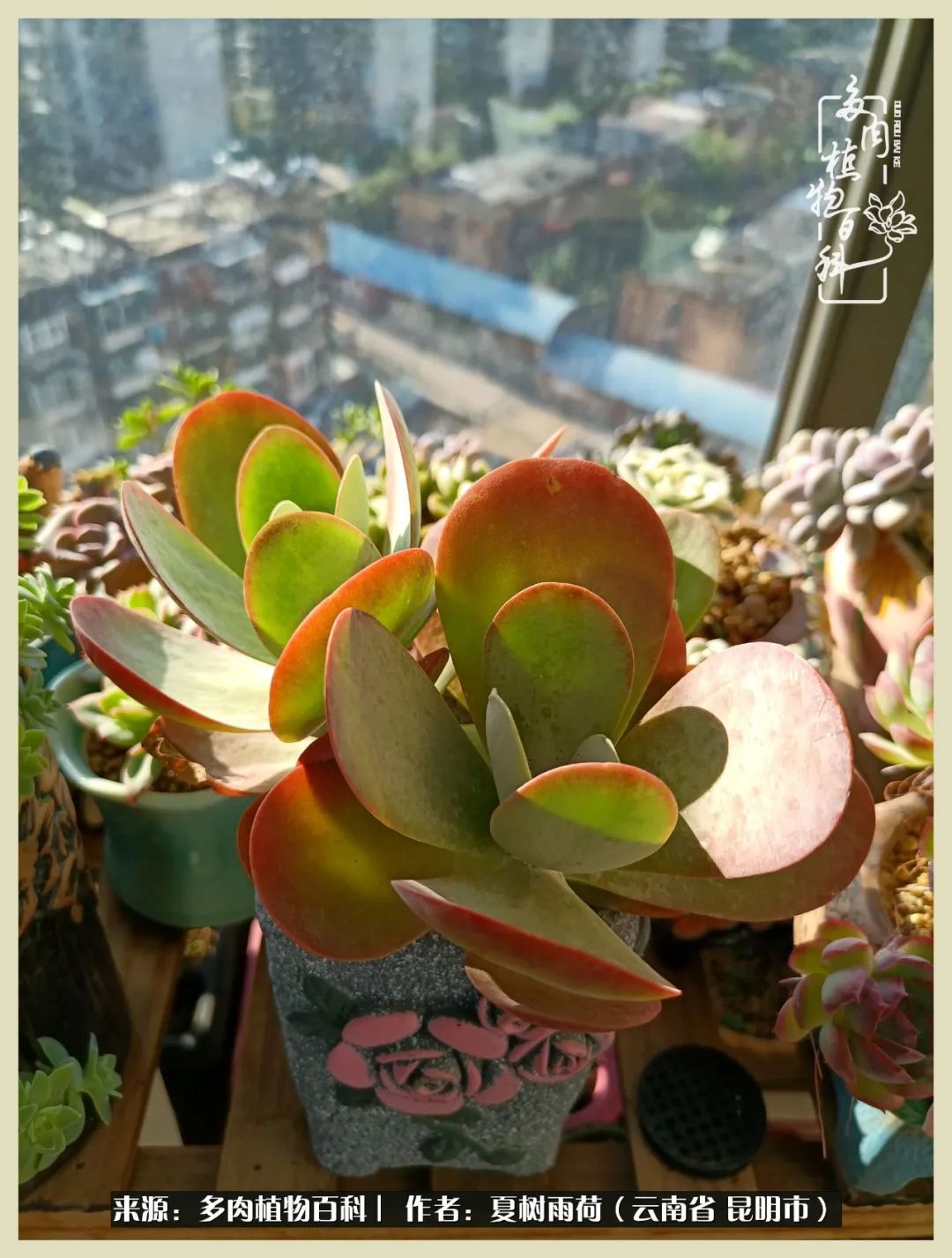 自从养了多肉有了窗台想要个阳台,养多肉10年多