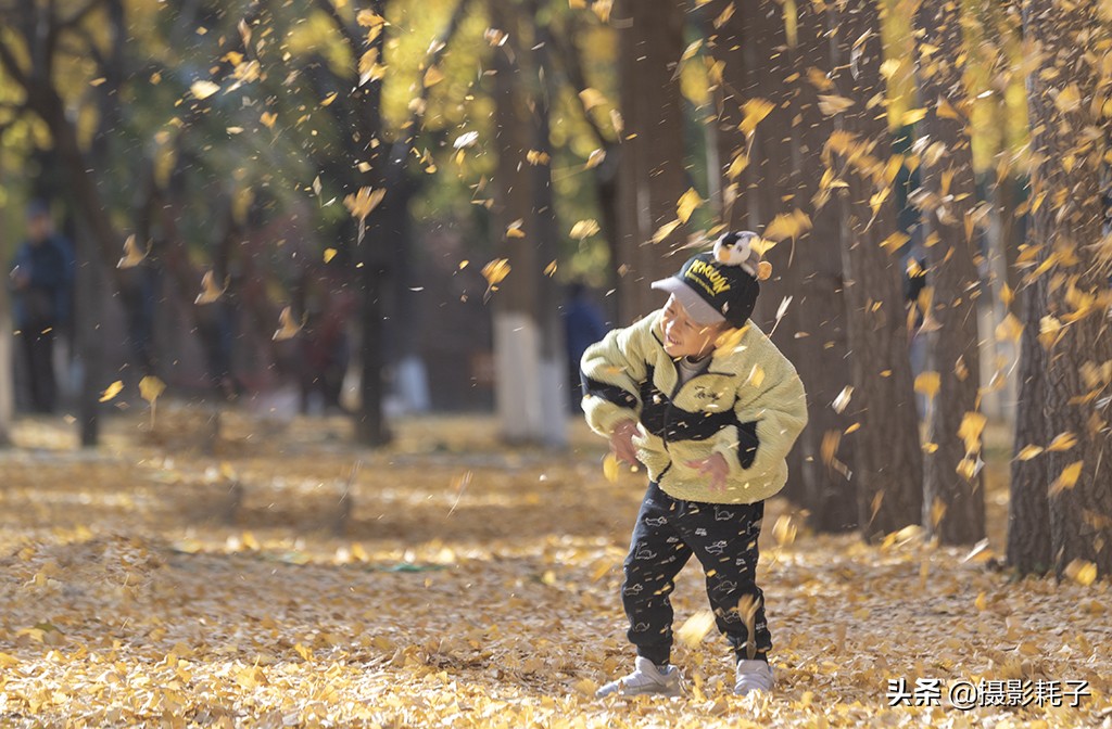 北京看银杏树林最好的地方,丰台区银杏林地址
