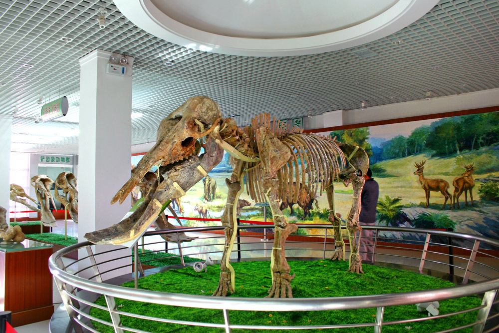 象牙进化历史,象牙是如何进化的