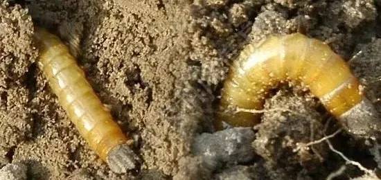 虫害快速灭除,如何无公害消灭地下害虫