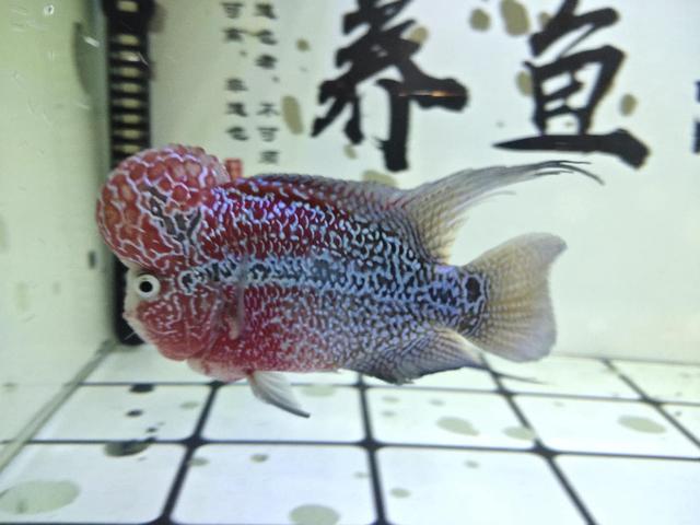 鱼缸里的观赏鱼老是死亡的原因,为什么养的小型观赏鱼每天都死