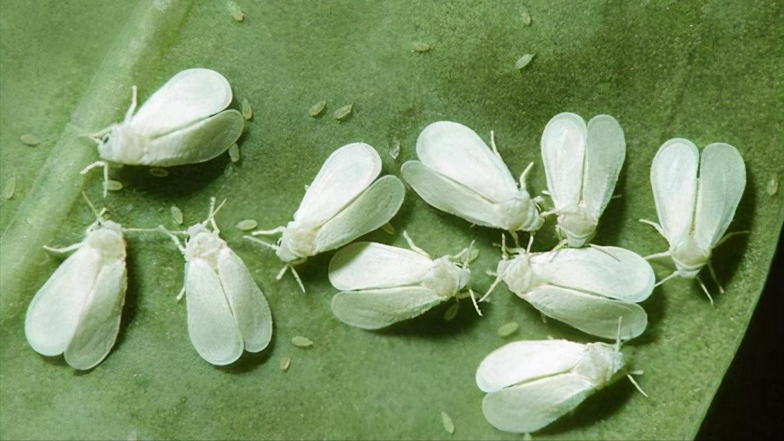 养花得了蚜虫蚧壳虫小黑飞,水里“加点它”,统统“灭干净”