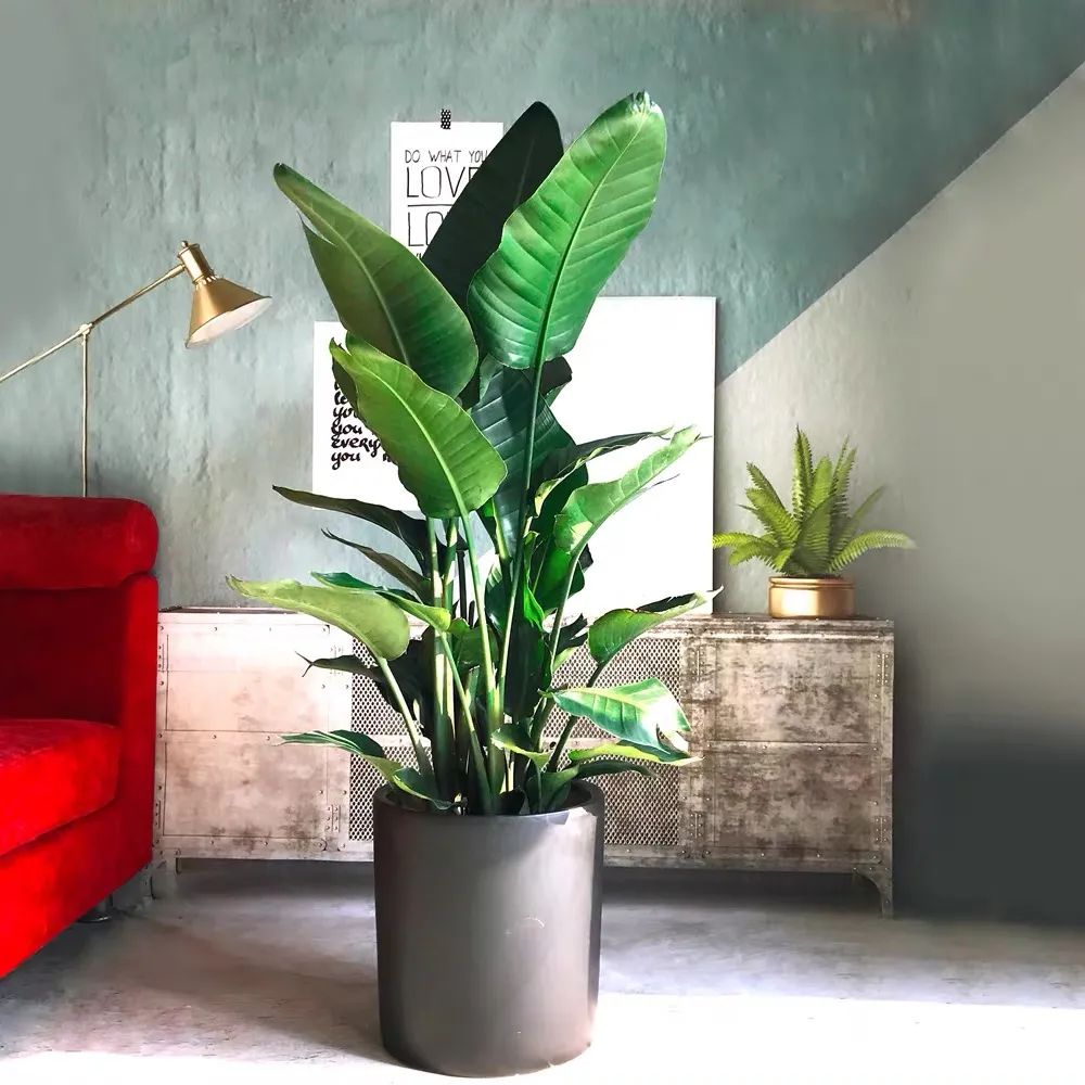 家养五种植物,家养绿叶花卉大全