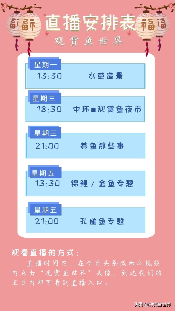 食土鲷一般多大尺寸,食土鲷哪个品种小一点