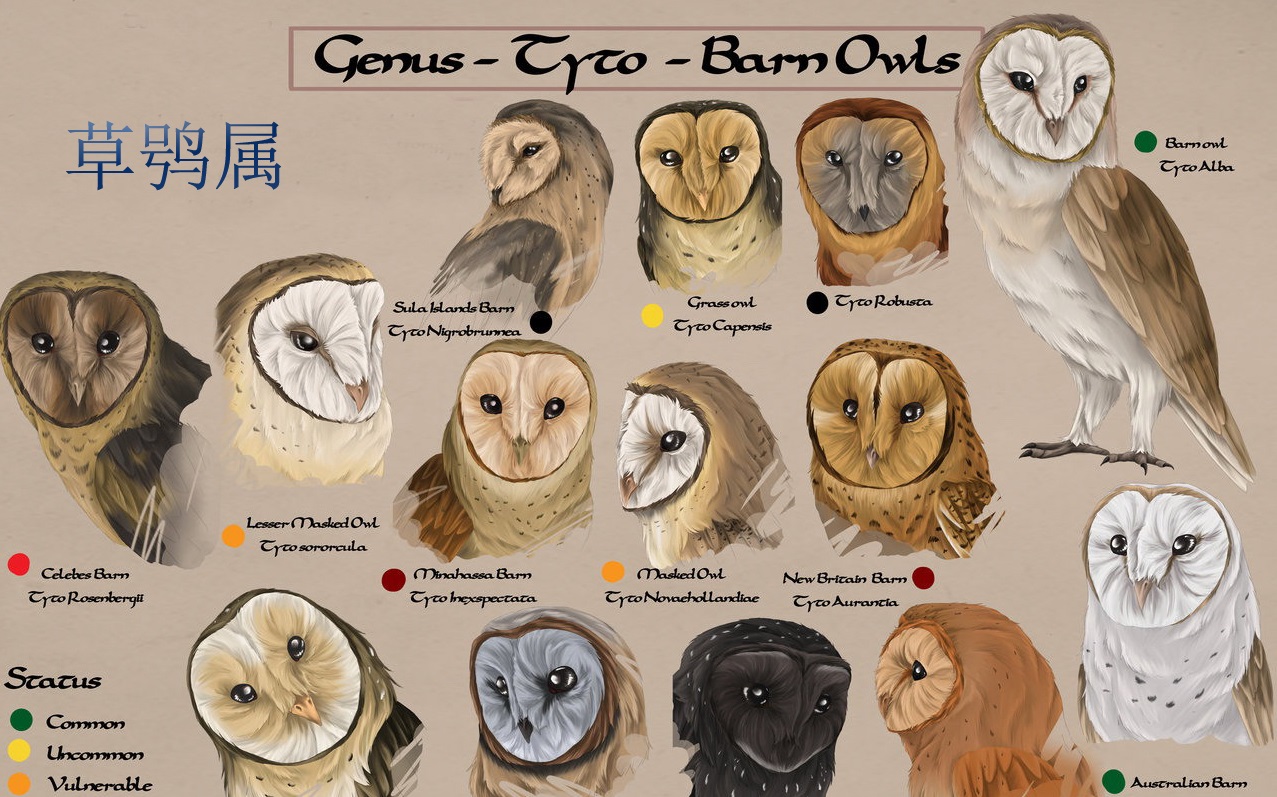 一只长着猴脸的鸟,长着猴子脸的鸟儿