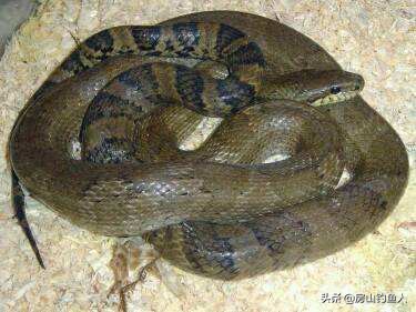 在河里钓鱼遇到大黑蛇真实事件,野钓遇到蛇的真实事件