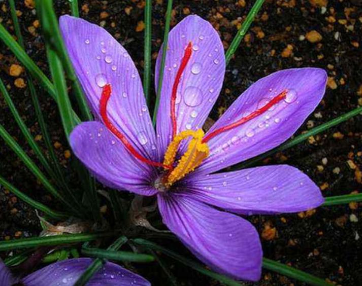 有黄金花之称的特级藏红花,藏红花为什么称为花中黄金