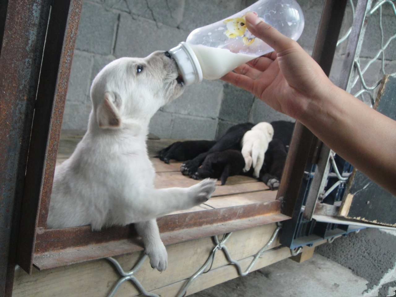 狗狗多大可以喝零乳糖的牛奶,辟谣狗不能喝牛奶
