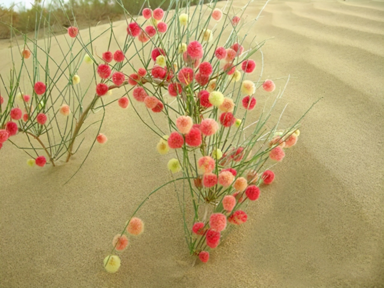 塔克拉玛干沙漠中的植被,塔克拉玛干沙漠腹地中的植物