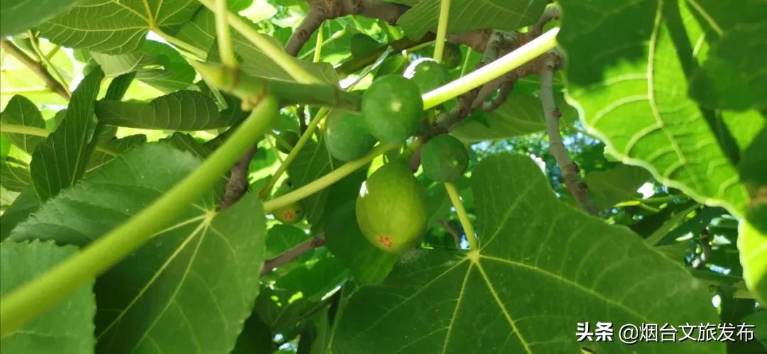 冬天蓬莱好吃的,鲜美蓬莱