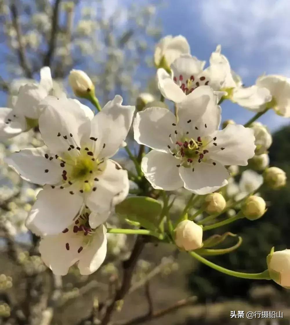 春游|五府山踏青蜜蜂谷
