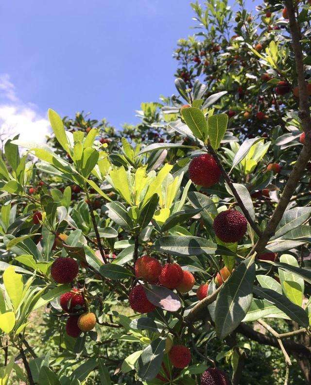 喜欢吃杨梅的朋友看过来！湖州摘杨梅攻略请查收