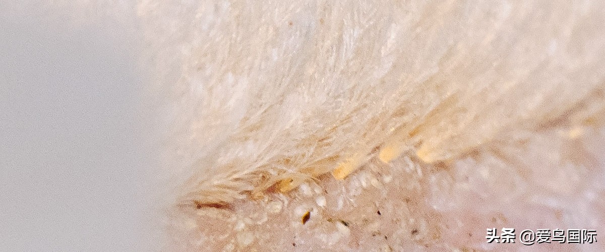 奥林巴斯2000m,奥林巴斯40-150r镜头评测