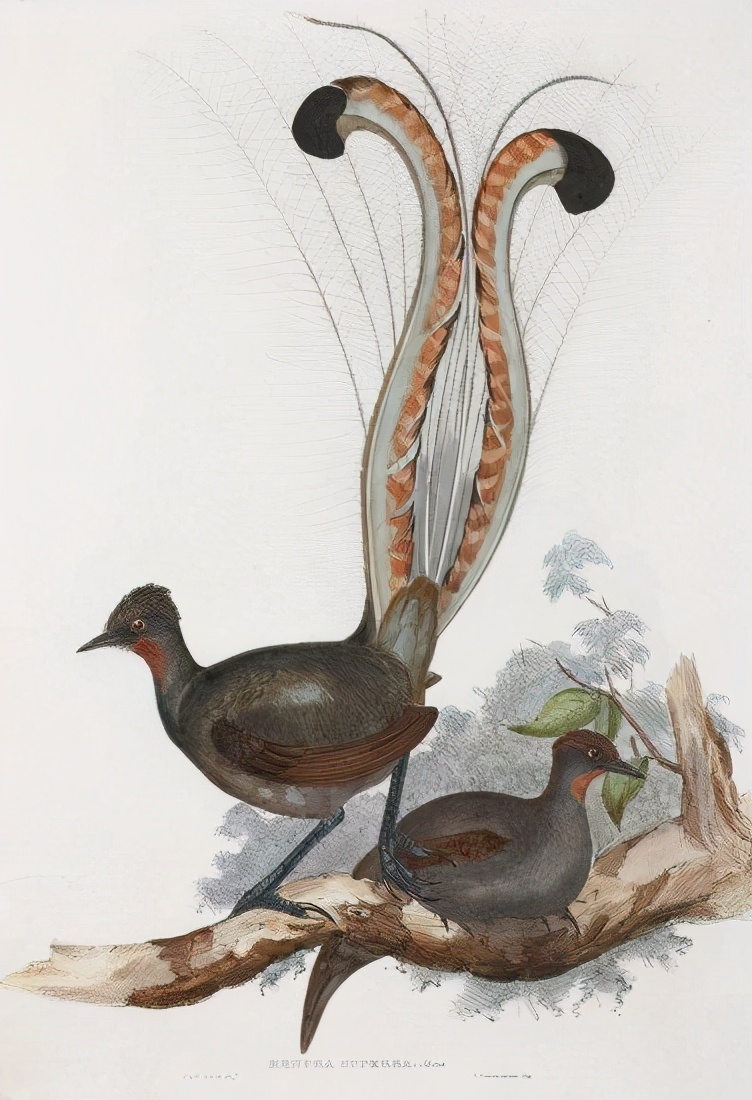 琴鸟模仿鬼叫吓跑人,《琴鸟》模仿其他物种的声音