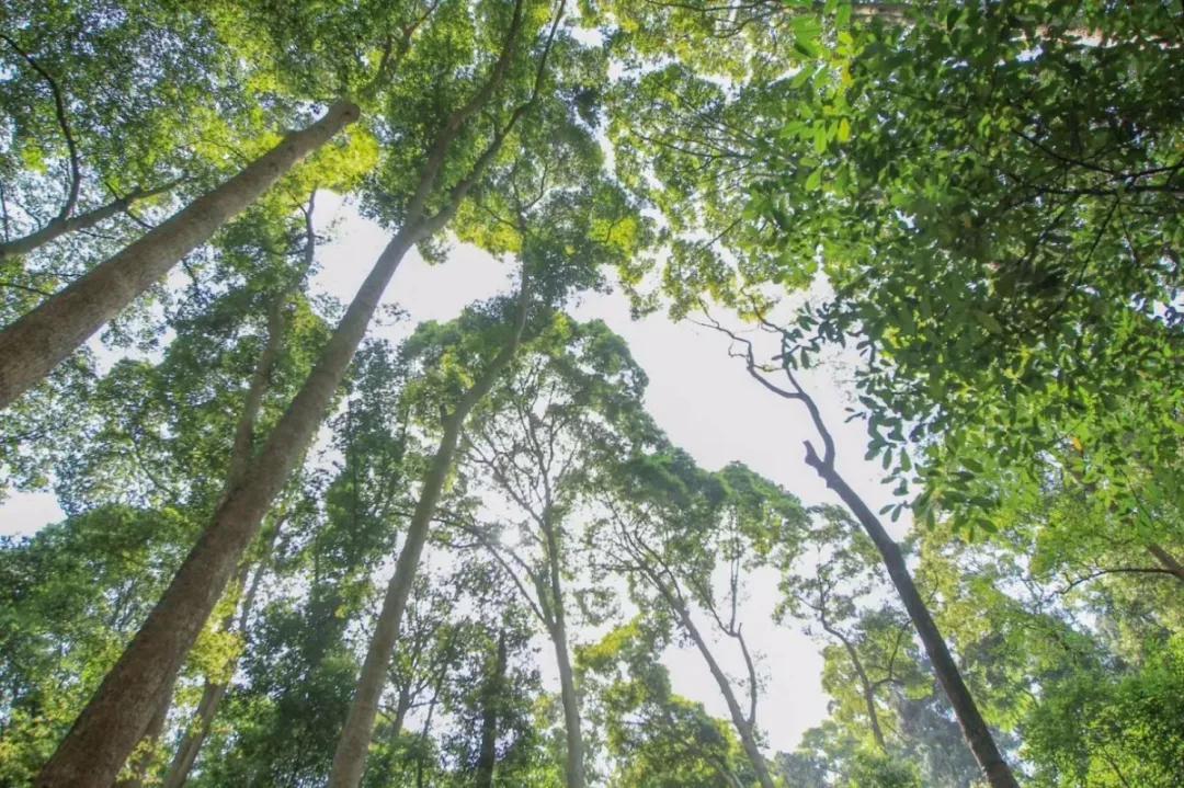 青城山熊猫谷都江堰一日游攻略,熊猫谷青城山都江堰一日游攻略